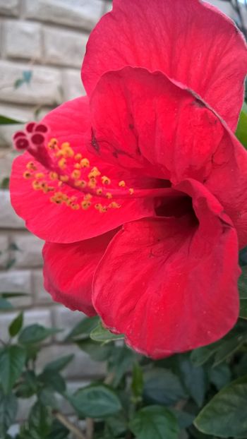  - FLORILE MELE