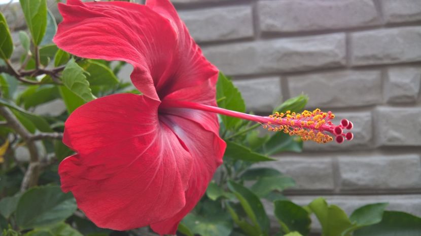  - FLORILE MELE