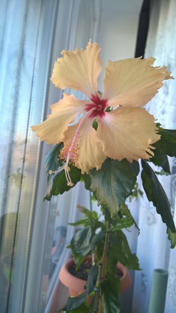  - FLORILE MELE