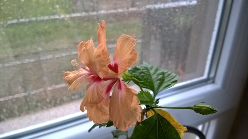  - FLORILE MELE