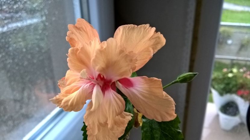  - FLORILE MELE