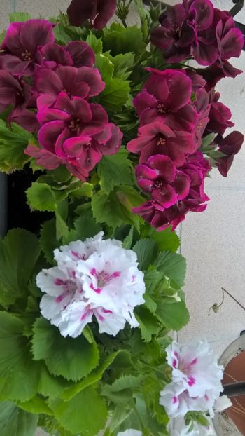 - FLORILE MELE