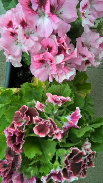  - FLORILE MELE