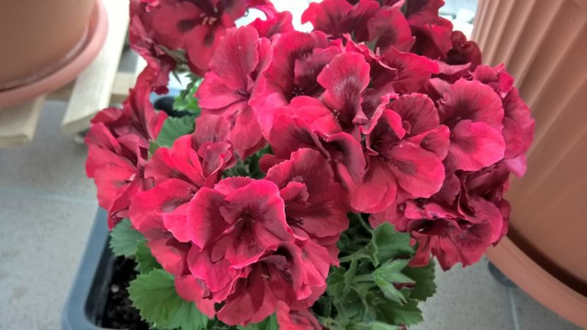  - FLORILE MELE