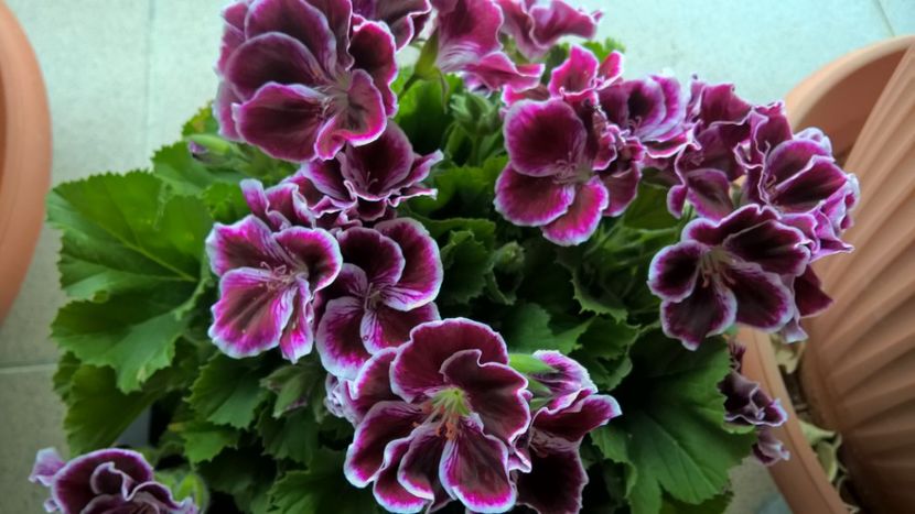 MUSCATA REGALA - FLORILE MELE