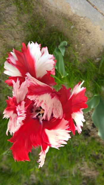 LALEA "PAROT' - FLORILE MELE