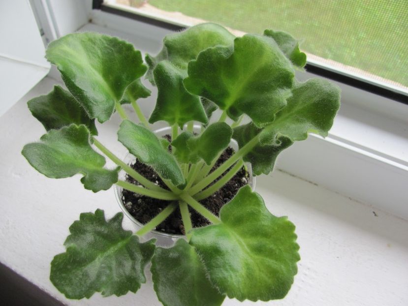  - LE Siestra Korolewy