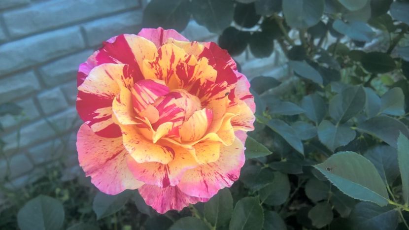  - FLORILE MELE