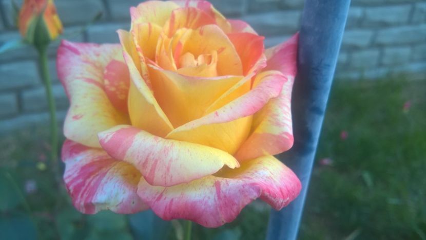  - FLORILE MELE