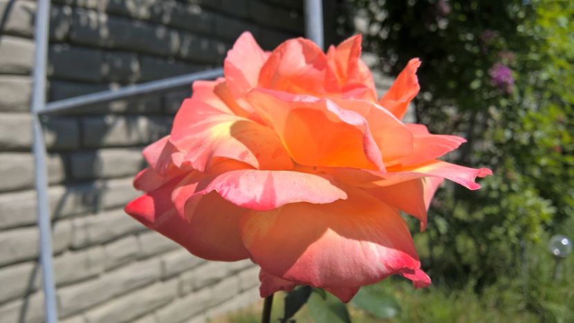  - FLORILE MELE