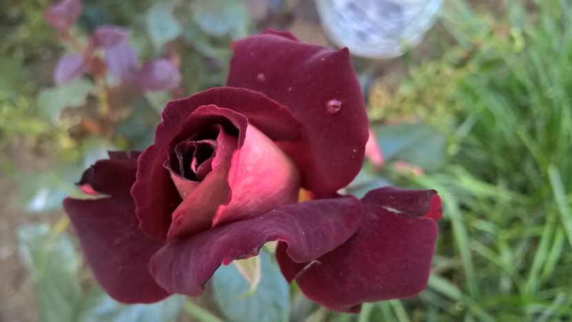 TRANDAFIR DE MEILLARD "EDY MITCHEL' - FLORILE MELE
