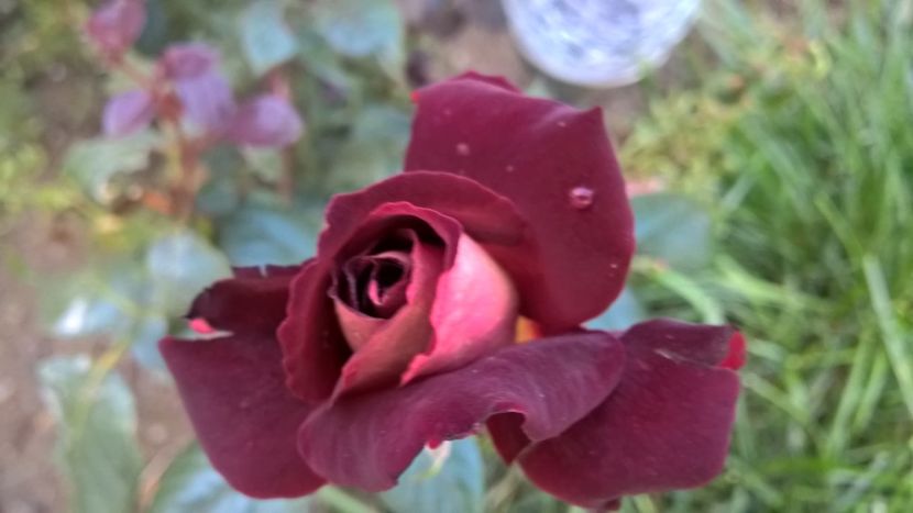  - FLORILE MELE