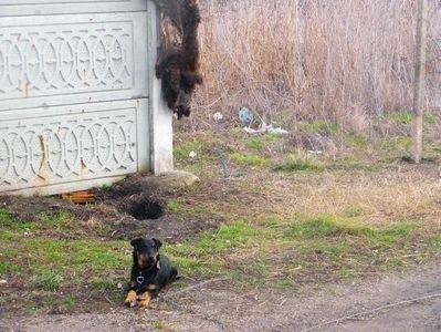  - CATEI JAGDTERRIERI 2018