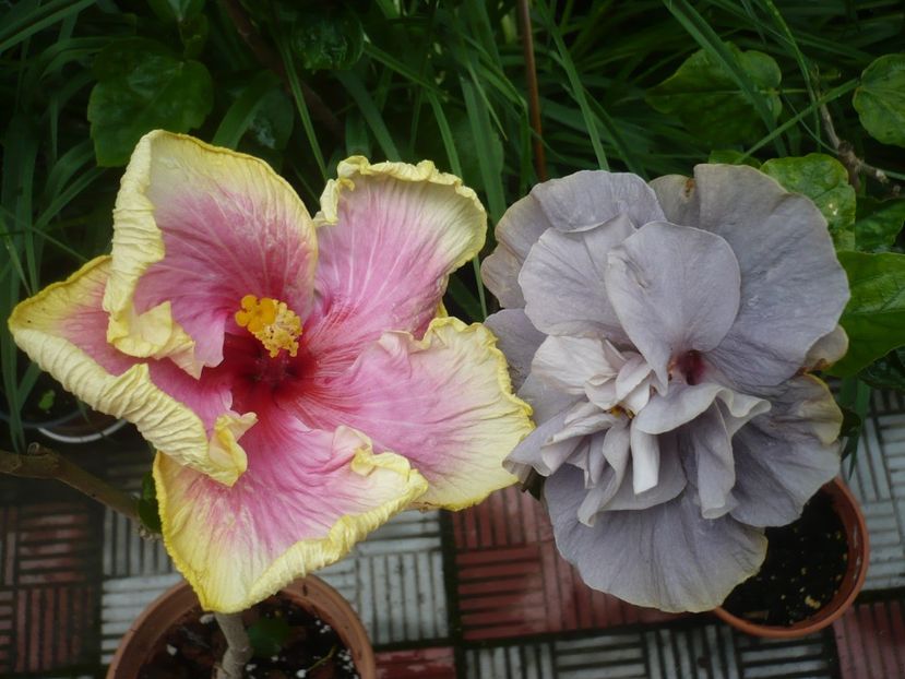 P1370260 - HIBISCUSI 2018-1