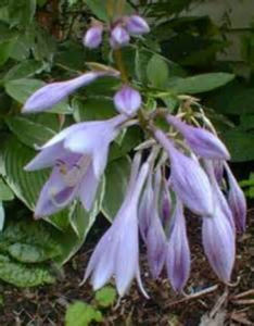 Hosta undulata Mediovariegata - Hosta-undulata