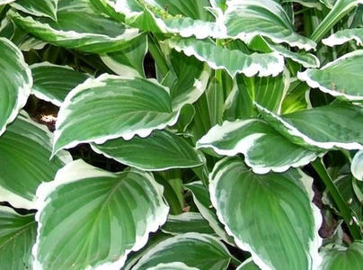 Hosta undulata Albomarginata - Hosta-undulata