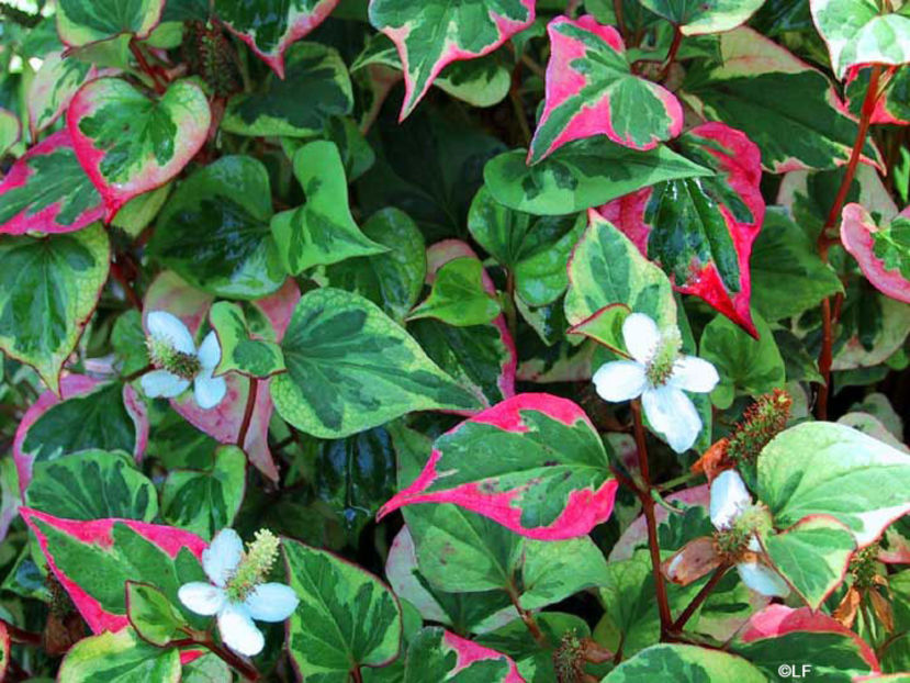  - Houttunya cordata Chameleon