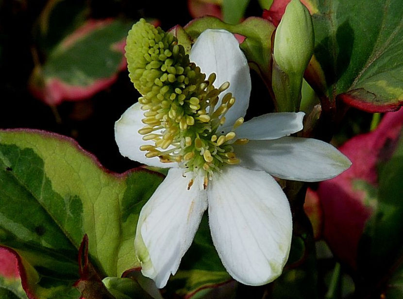  - Houttunya cordata Chameleon