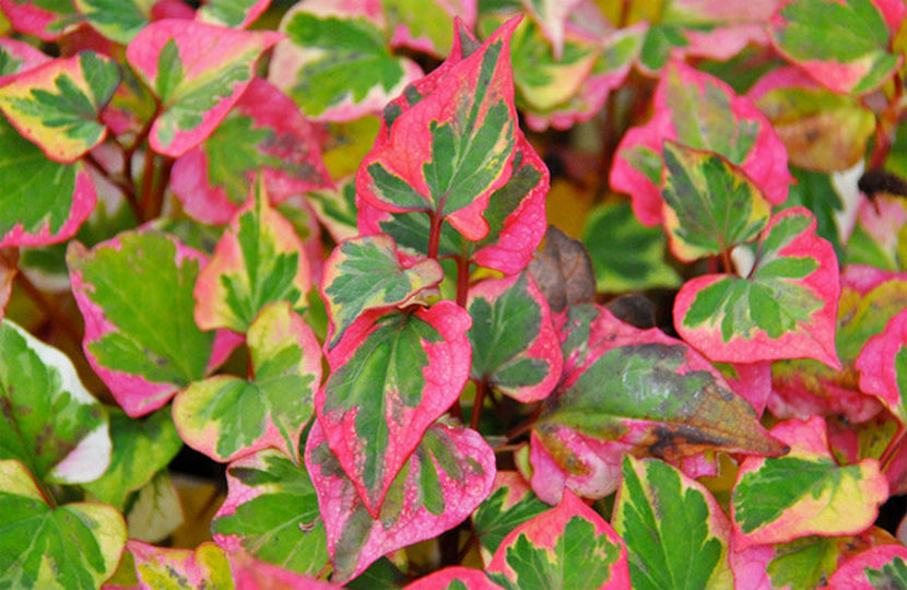  - Houttunya cordata Chameleon