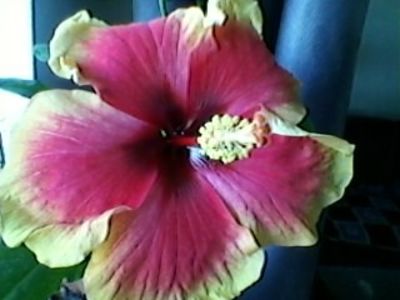  - FLORILE MELE
