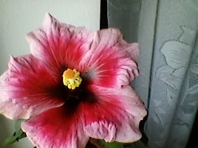  - FLORILE MELE