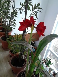  - FLORILE MELE