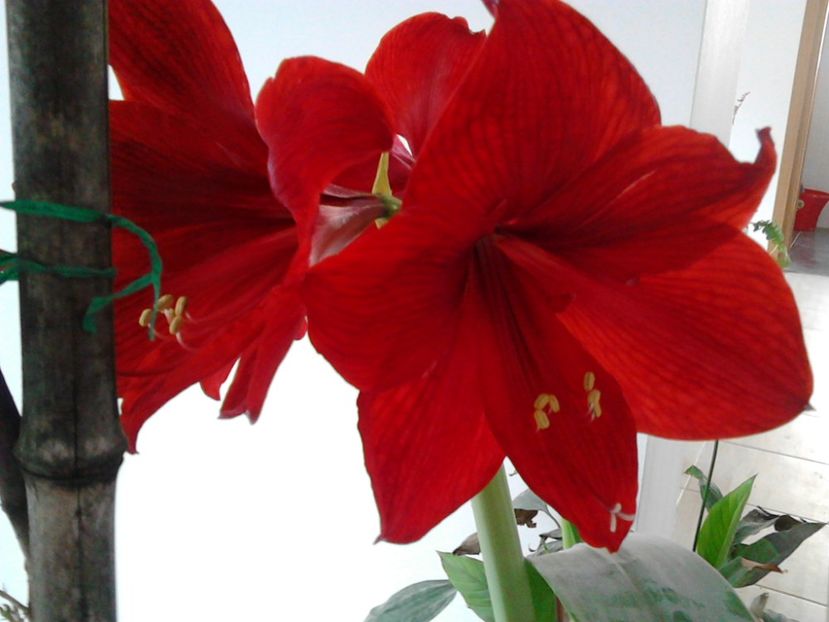  - FLORILE MELE