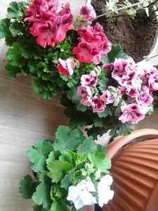  - FLORILE MELE