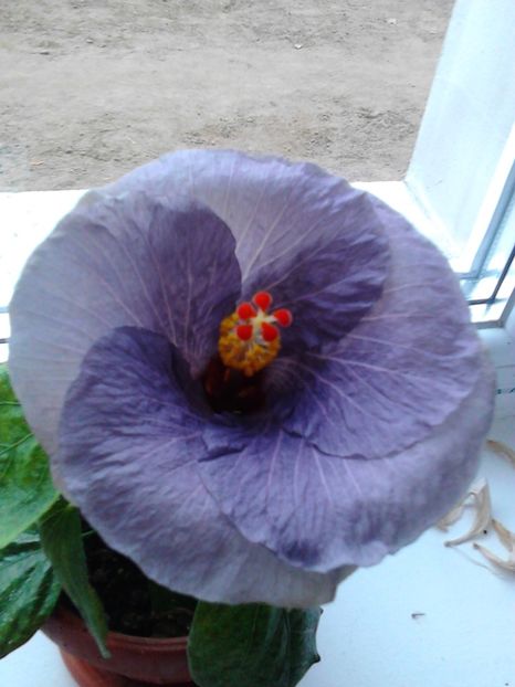  - FLORILE MELE