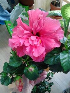  - FLORILE MELE