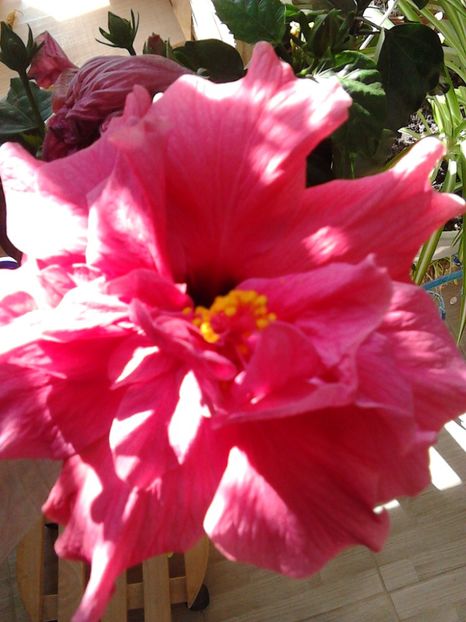  - FLORILE MELE