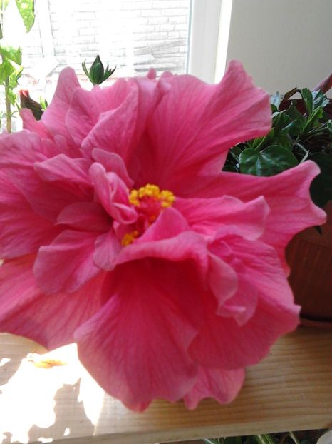  - FLORILE MELE