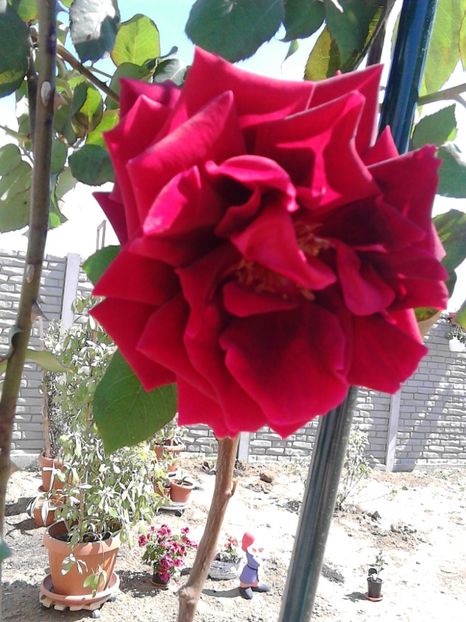  - FLORILE MELE