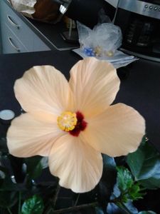  - FLORILE MELE