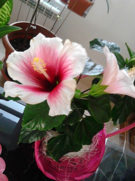  - FLORILE MELE
