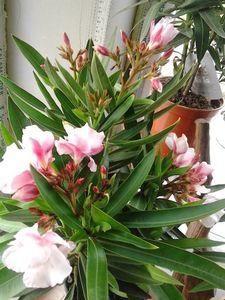  - FLORILE MELE