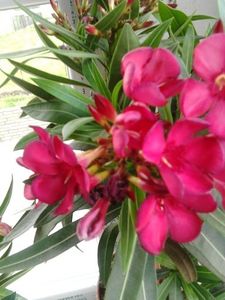  - FLORILE MELE