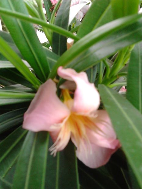  - FLORILE MELE