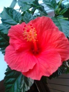 - FLORILE MELE