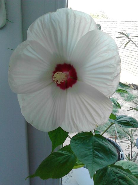  - FLORILE MELE