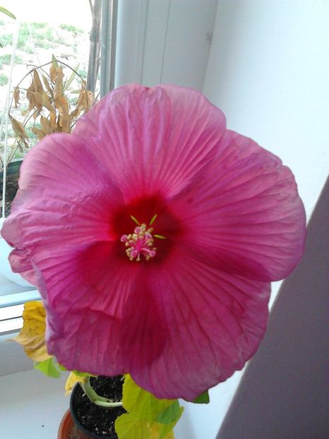  - FLORILE MELE
