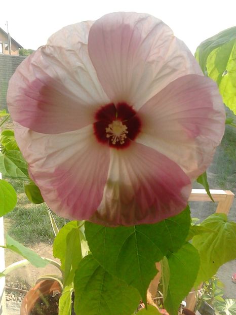  - FLORILE MELE
