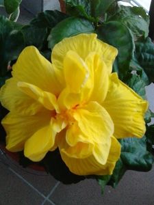  - FLORILE MELE