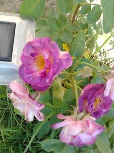  - FLORILE MELE