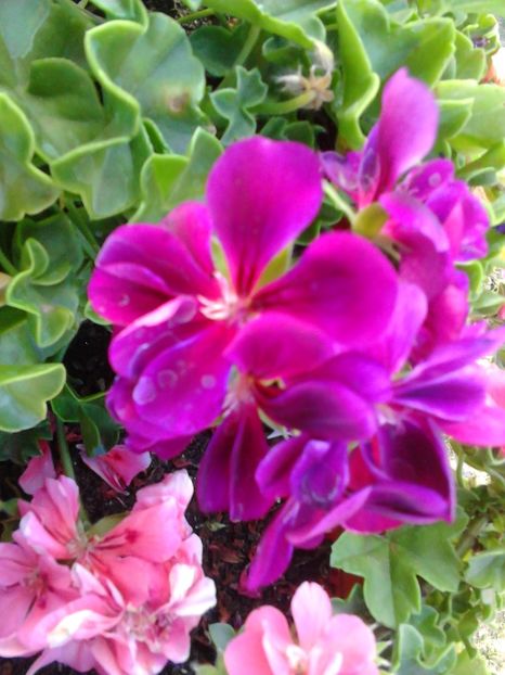  - FLORILE MELE