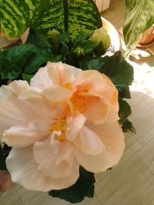  - FLORILE MELE