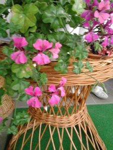 ,USCATA CURGATOARE MOV - FLORILE MELE