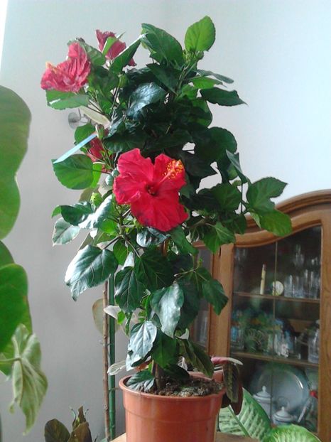  - FLORILE MELE