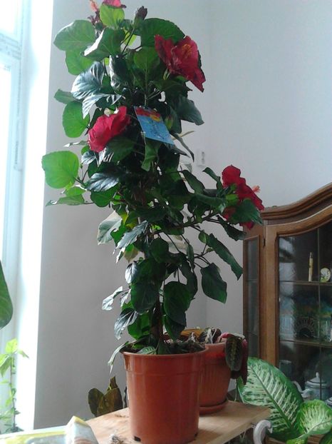  - FLORILE MELE
