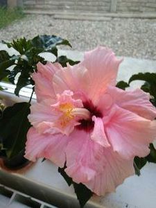  - FLORILE MELE